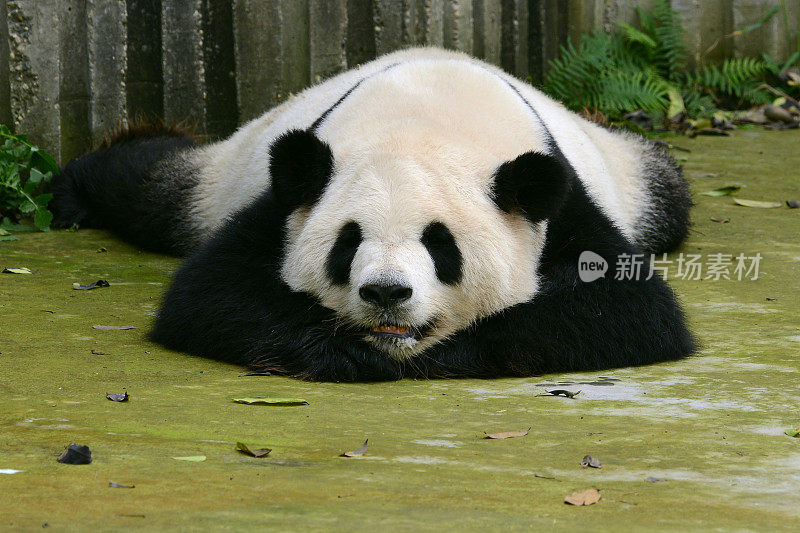 大熊猫可爱的睡觉