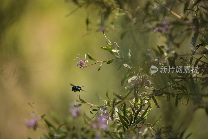 孔雀木蜂