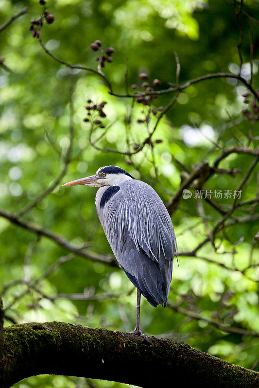 苍鹭(苍鹭)