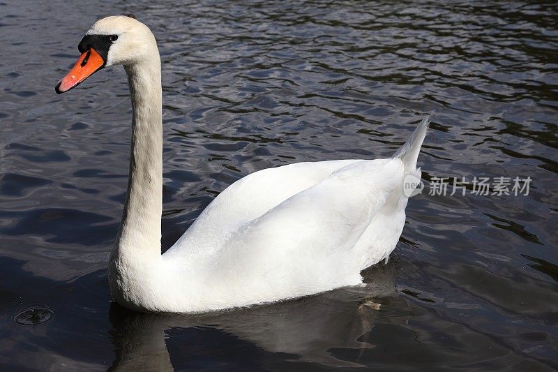 疣鼻天鹅游泳