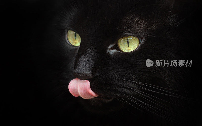 饥饿的黑猫