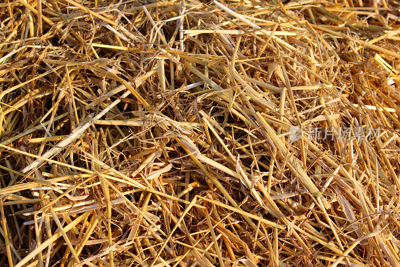 麦田里收割的稻草，在阳光下晒干
