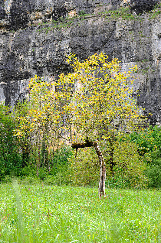 博梅斯-梅斯悬崖下的一棵孤独的树