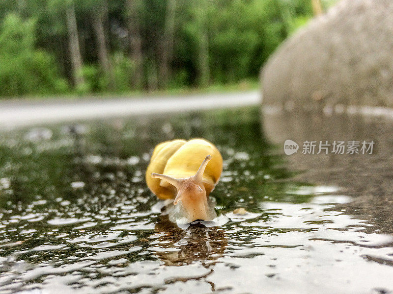 雨后潮湿的街道上爬行的蜗牛