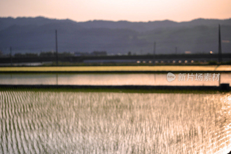 稻田上的散焦日落视图