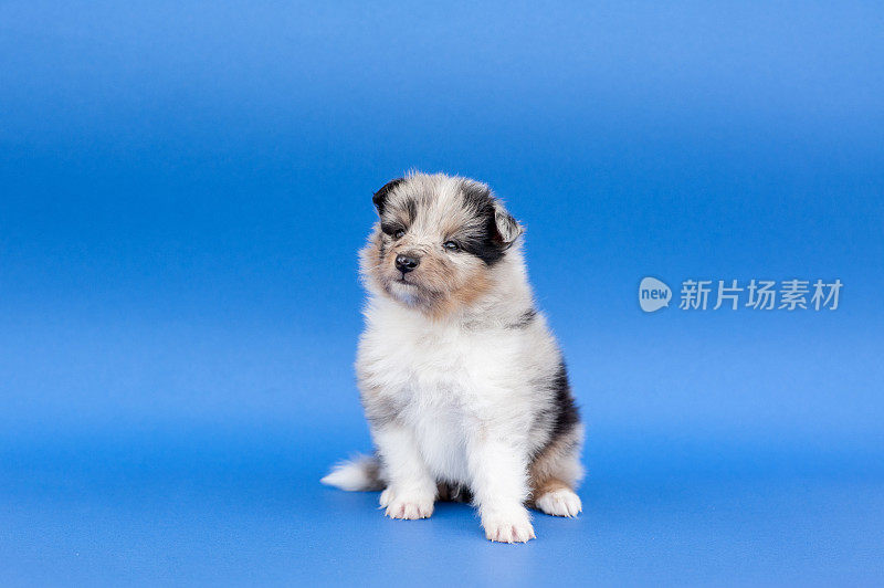 设得兰牧羊犬幼犬5周大，在蓝色背景上迈出第一步