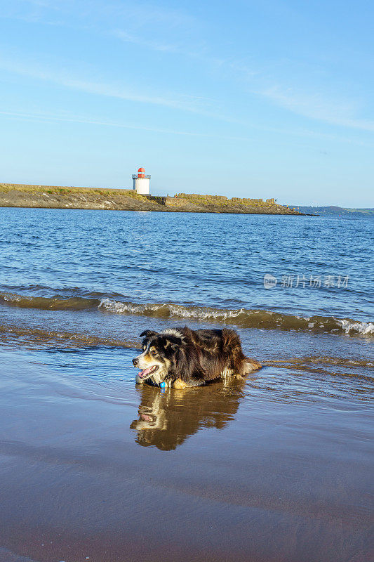 海边的边境牧羊犬