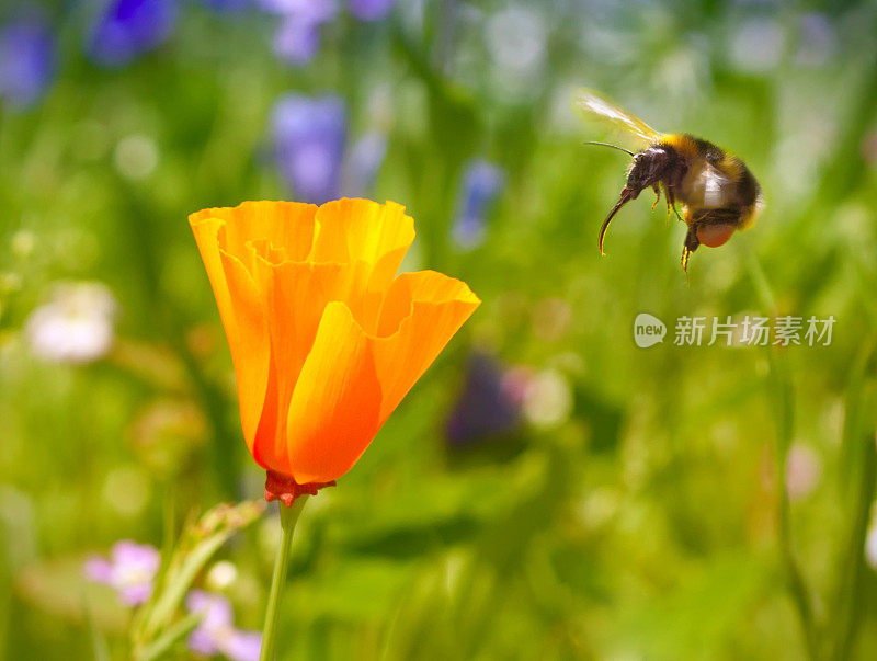 会飞的大黄蜂