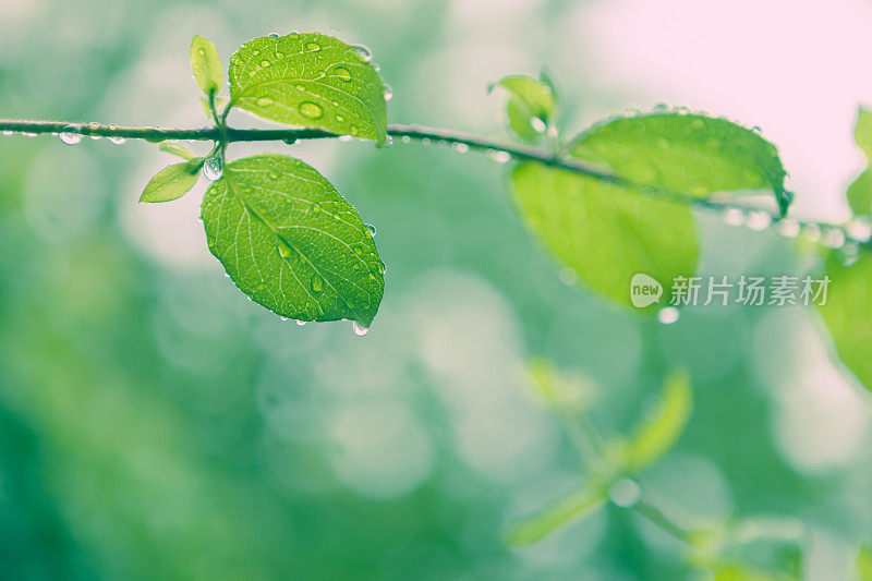 大自然背景-潮湿的树叶在夏雨中