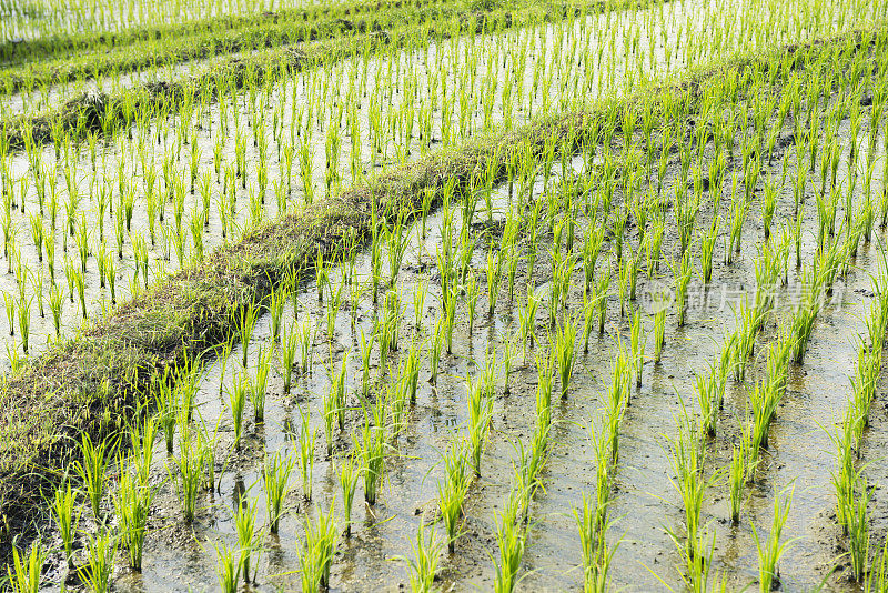 巴厘岛稻田发芽绿色生长农业印度尼西亚