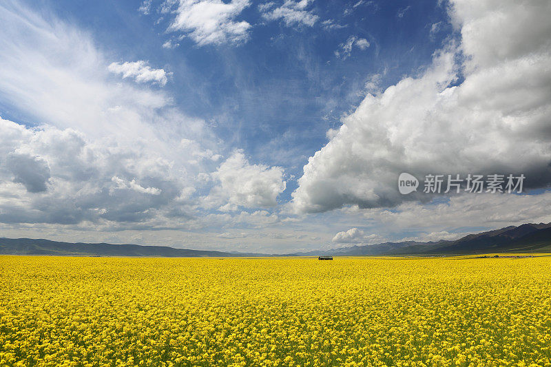 蓝天映衬下的油菜地