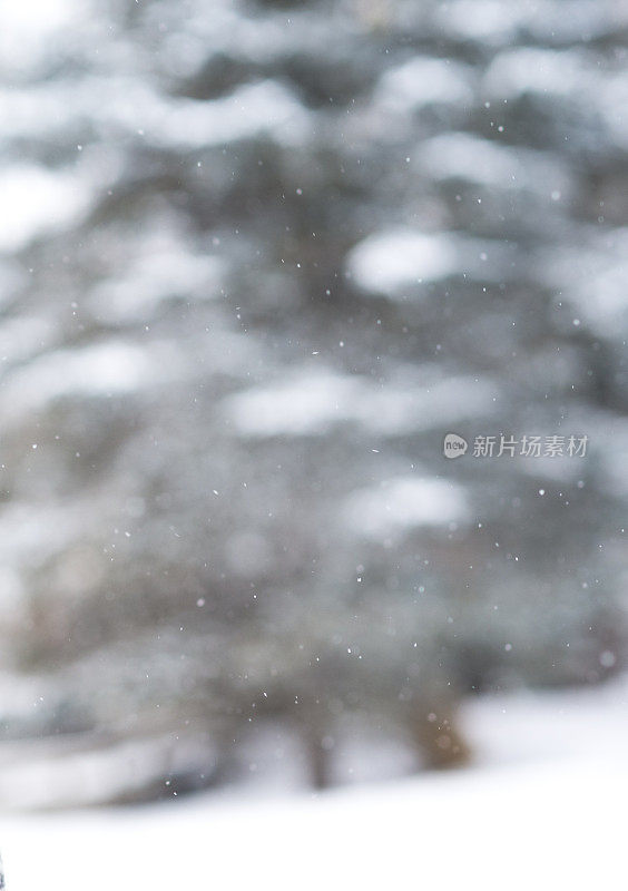 冬天下雪时的背景树