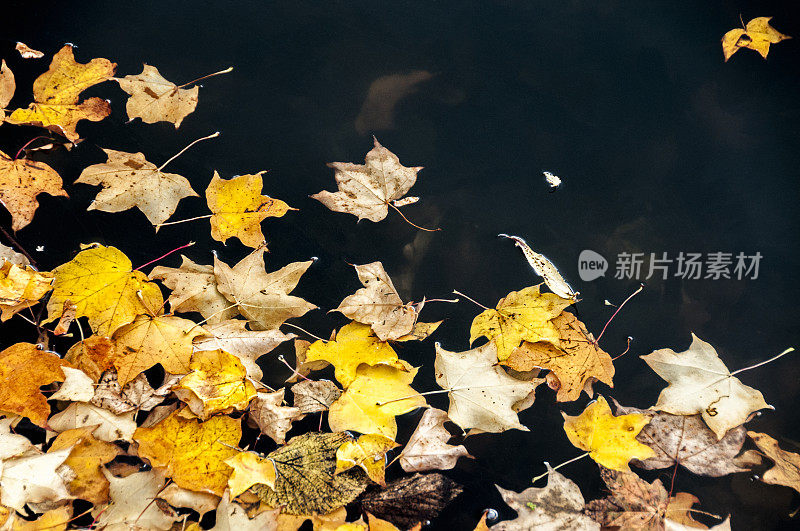 秋叶漂浮在黑暗的水上