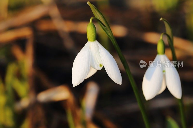 雪花莲