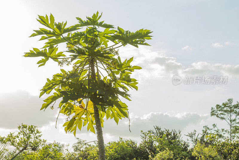 热带木瓜树生长在大柏树国家公园大沼泽