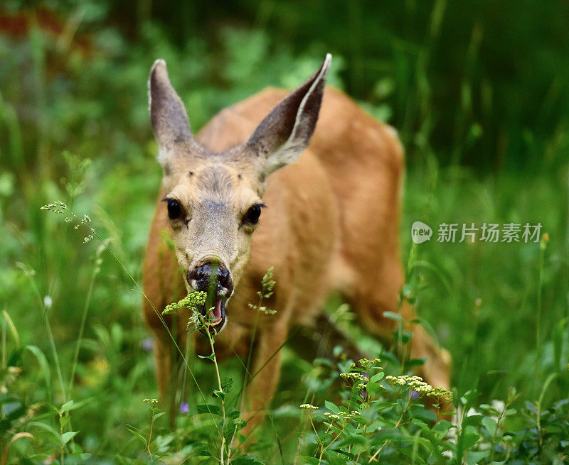 黑尾鹿