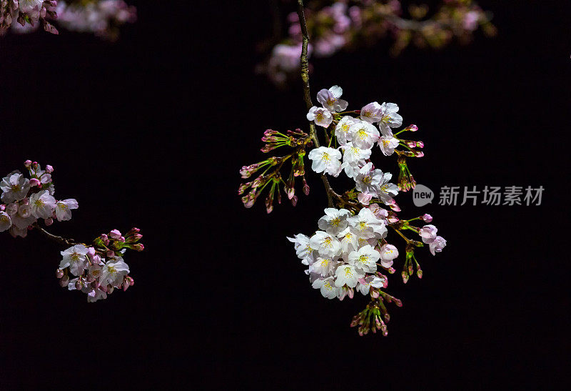 樱花在晚上盛开