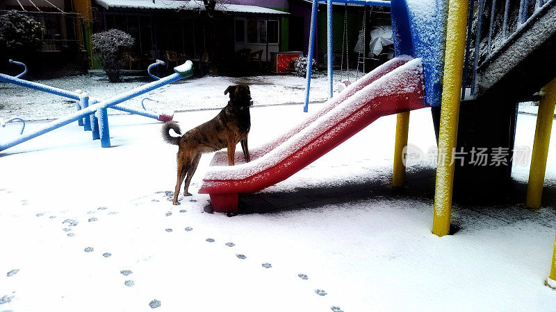 狗，婴儿围栏和雪