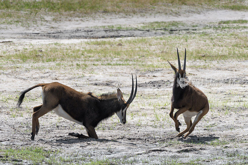 在津巴布韦的万基国家公园，从一场模拟决斗中撤退的小雄性貂羚