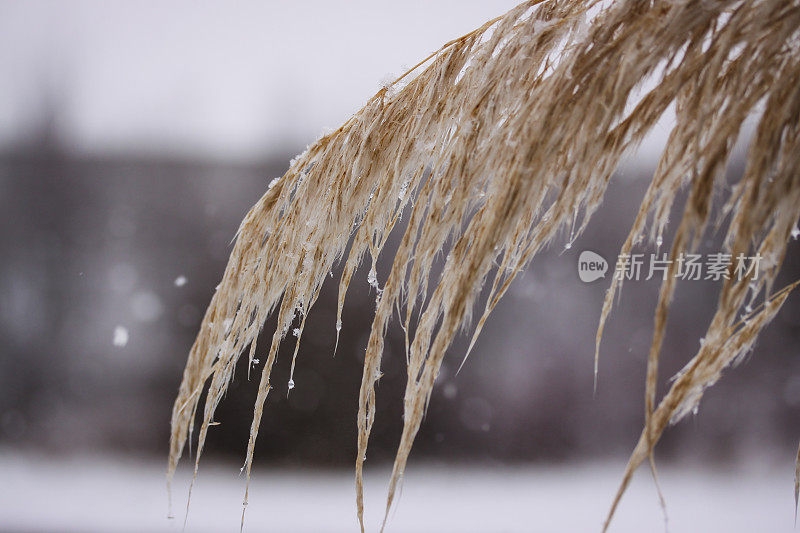 雪晶靠近植物