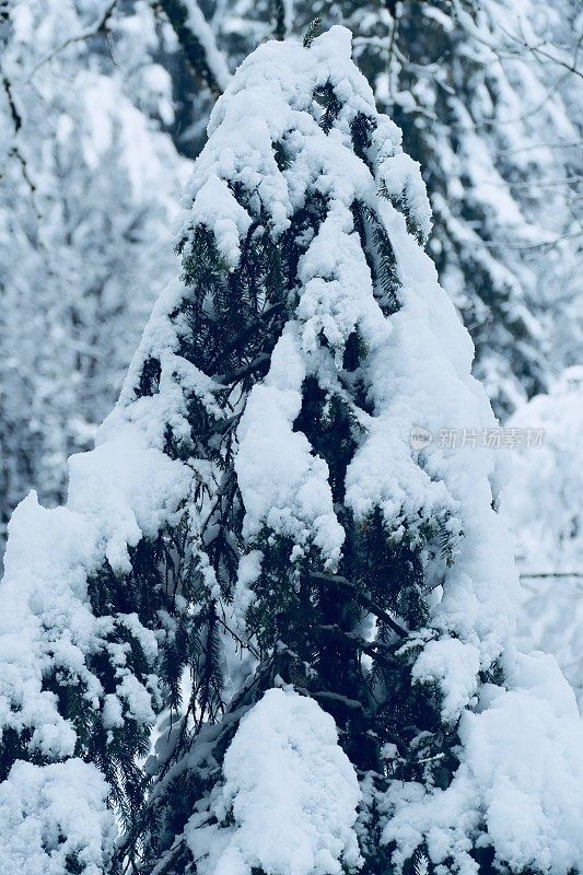 在欧洲阿尔卑斯山脉，冰雪覆盖的冬季景观和森林