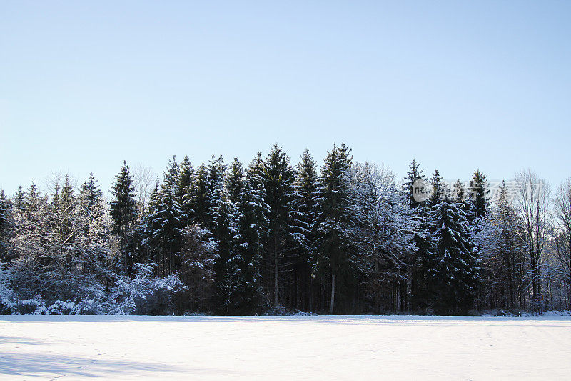 雪地里的阳光