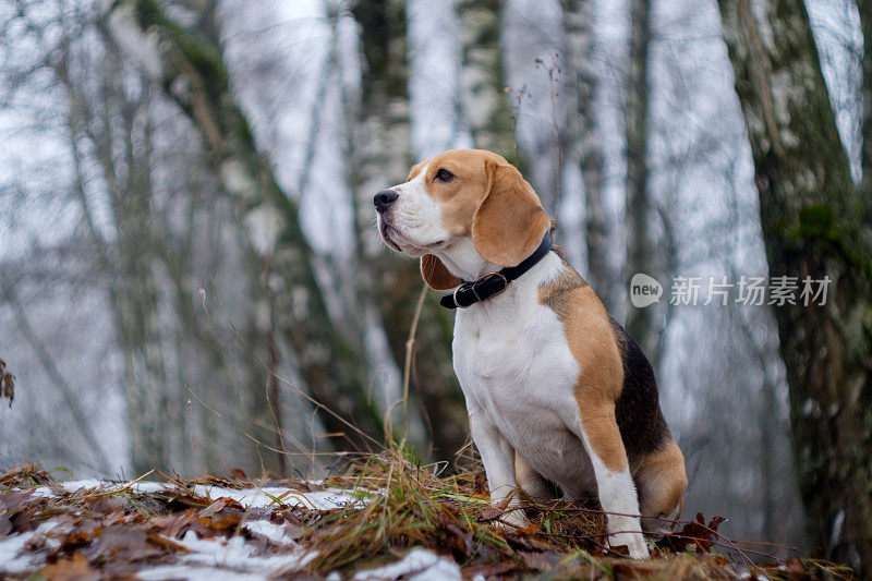 冬天有雾的日子里，一只小猎犬在散步