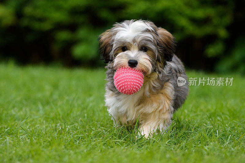 顽皮的哈瓦尼斯小狗带来了一个粉红色的球在草地上