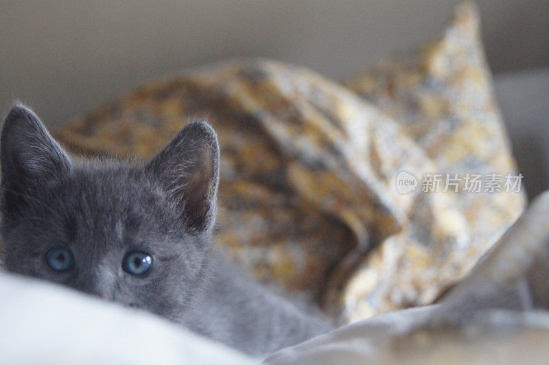 俄罗斯蓝色小猫藏在一张床上