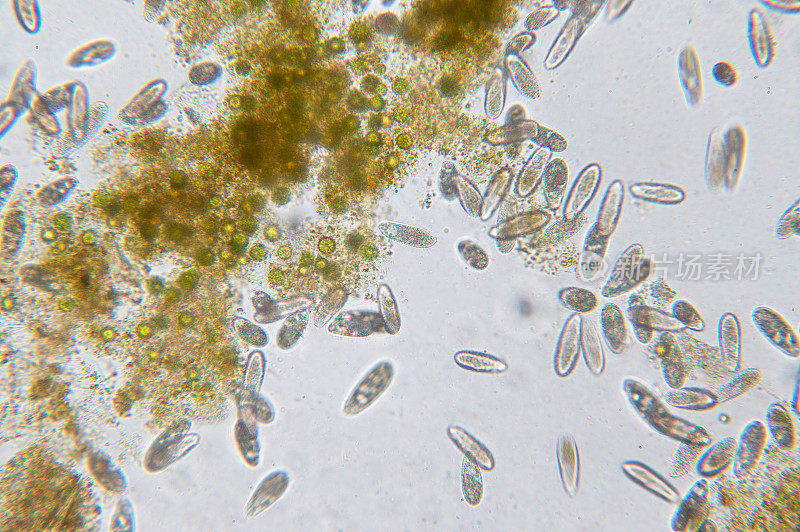 四膜虫是一种单细胞纤毛原生动物