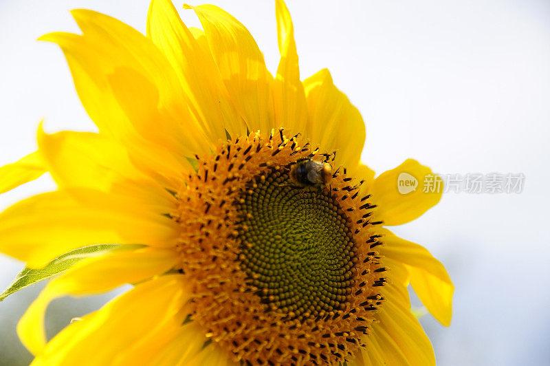 野生蜜蜂和大黄蜂授粉向日葵特写