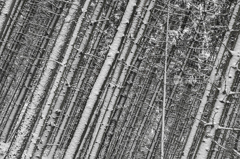 雪域森林中一棵笔直的树-抽象的图案