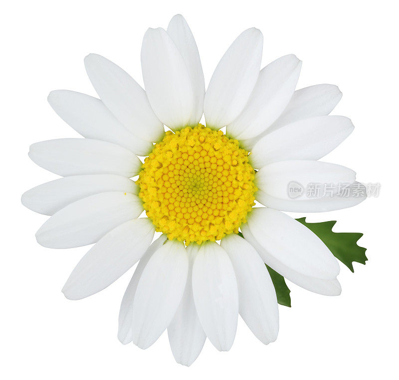 白色背景上孤立的绿叶雏菊(玛格丽特)