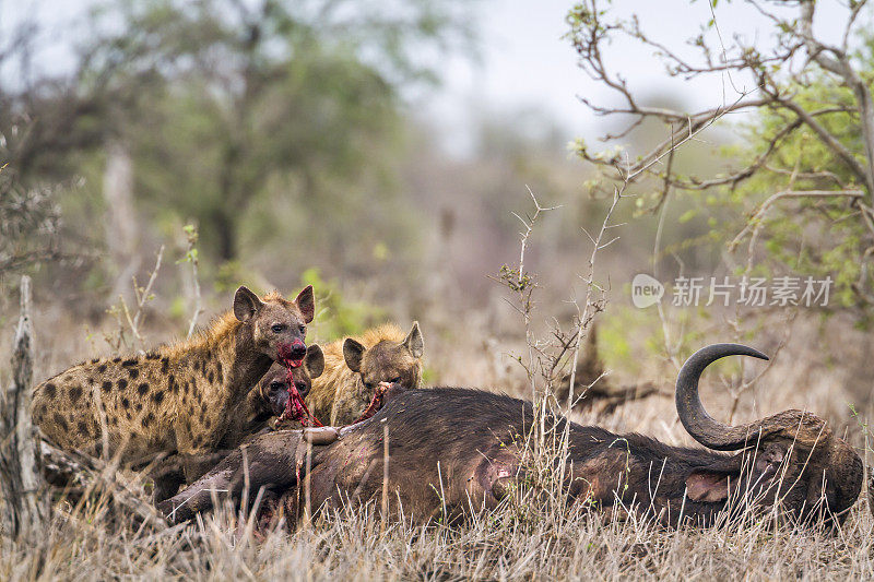 南非克鲁格国家公园的斑点鬣狗