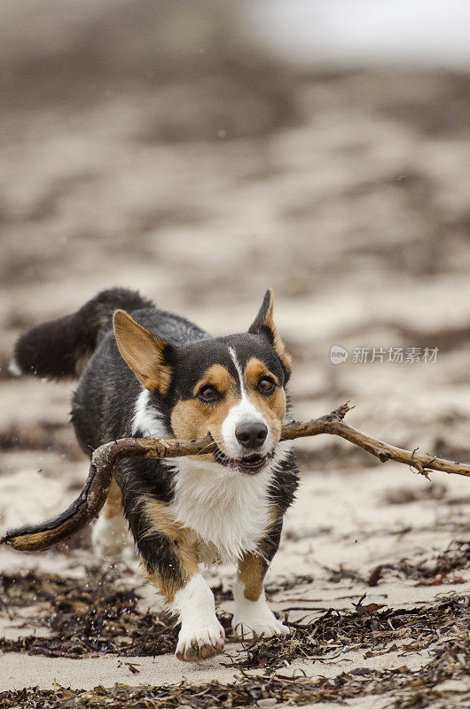 柯基犬嘴里叼着一块木头在海滩上奔跑