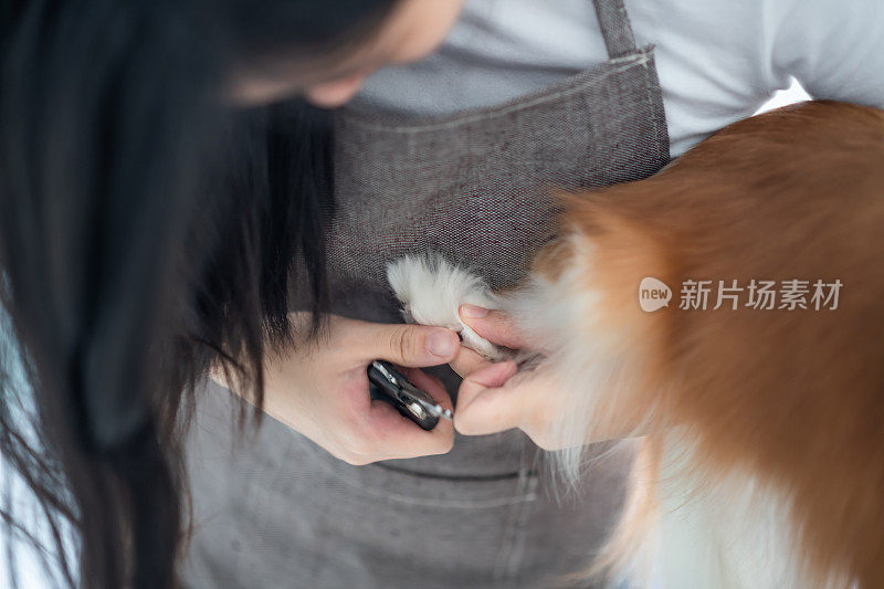 一位中国女狗美容师正在为一只骑士查尔斯王猎犬梳妆