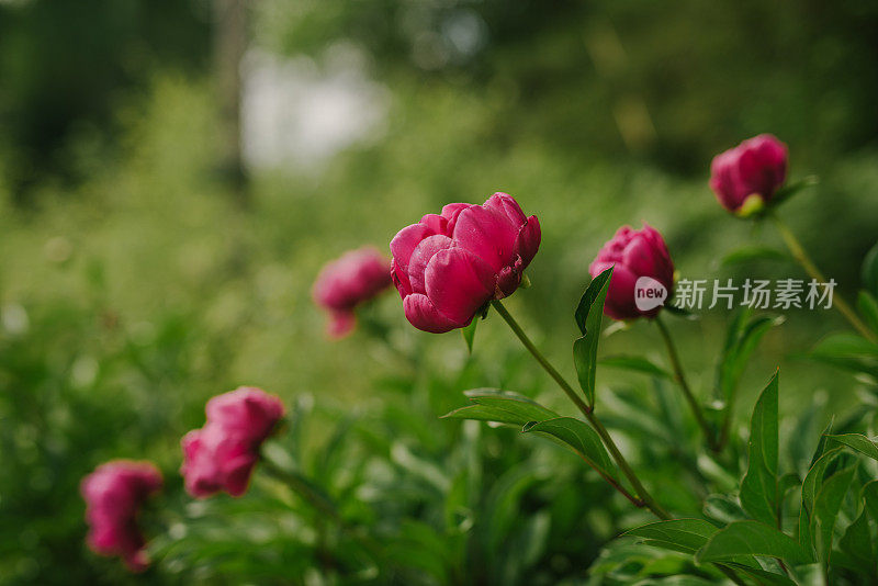 花园里盛开着美丽的粉色樱桃牡丹