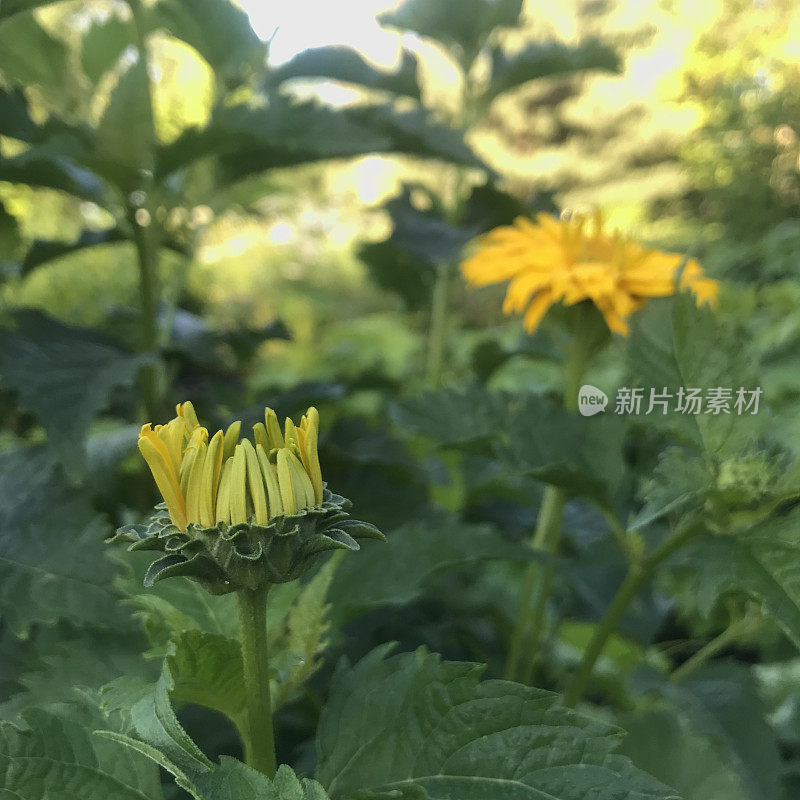 花园里盛开的花朵