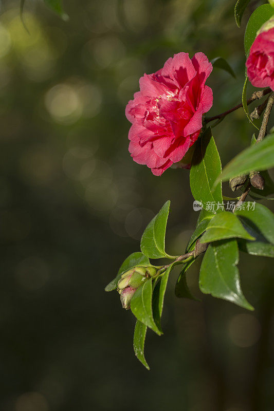 绿色背景上的花朵