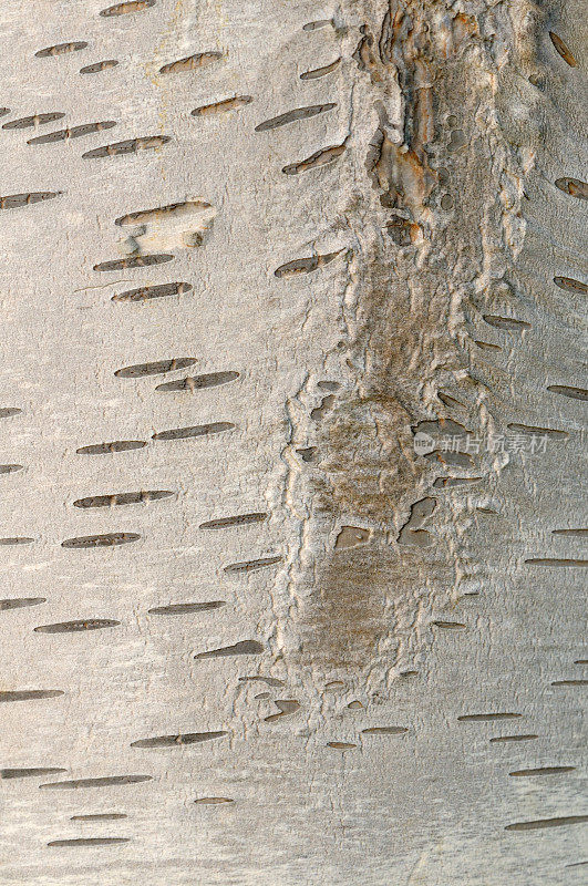 纸桦树的树皮-近距离