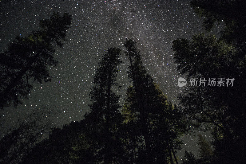 星空下的大树