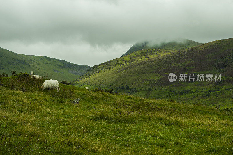 羊在山上