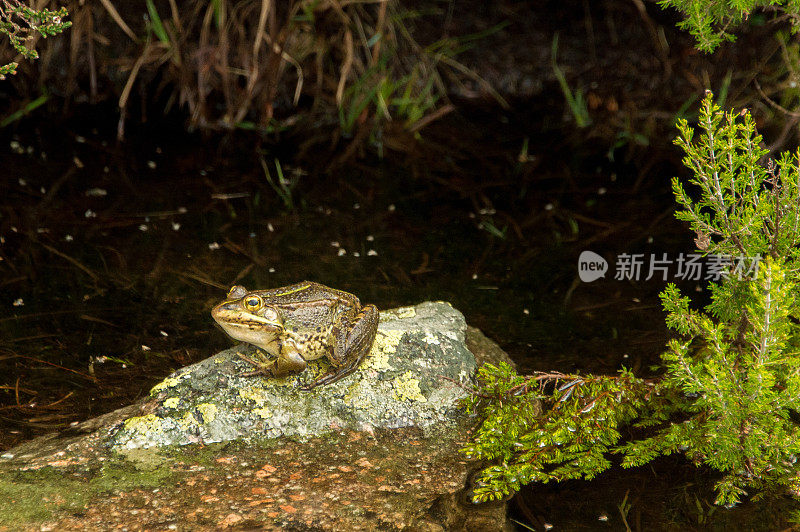 青蛙坐在石头上