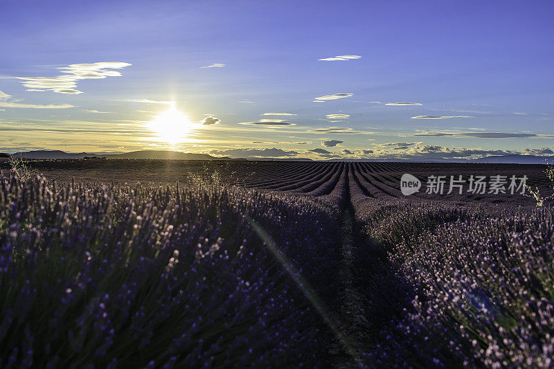 夕阳下的薰衣草田