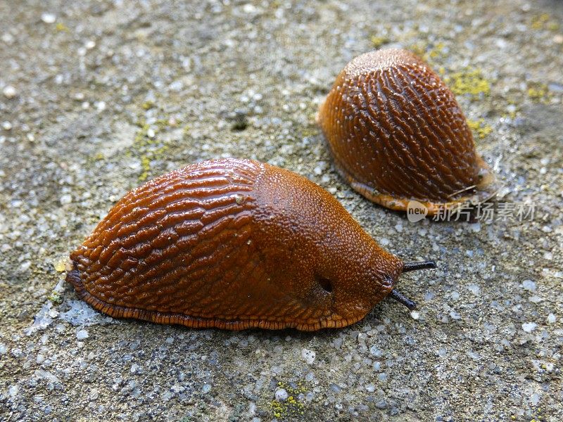蛞蝓(没有壳的蜗牛)