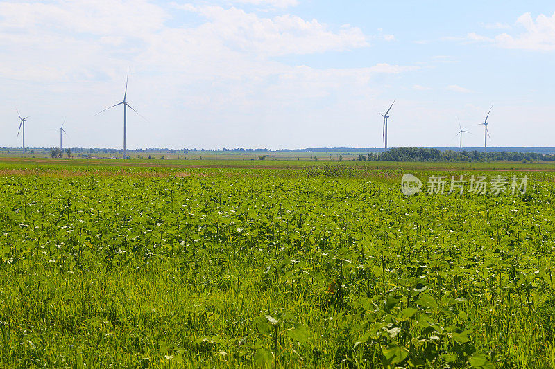 风力发电机涡轮机对夏季景观。