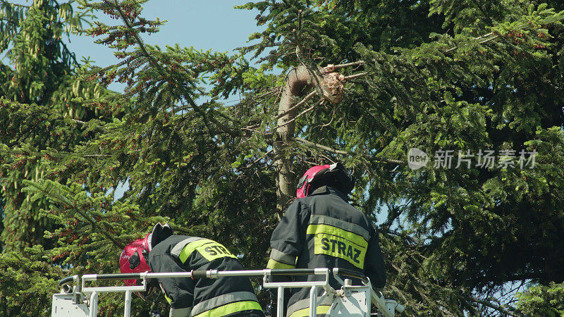 消防队员准备砍伐云杉树枝