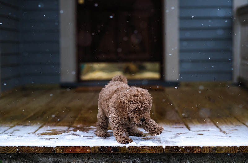 不太确定这个东西。#puppy #puppylove #winter #snow #blizzard #winterwonderland #holidays #xmas #xmaspresent #dogdayafternoon #learning #adventure . #小狗#小狗爱#冬天#雪#暴风雪#冬季仙境#假期#圣诞节#xmaspresent #dogday下午#学习#冒险