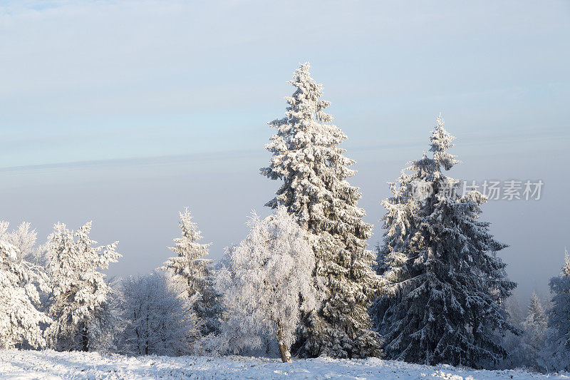 白雪覆盖的松树景色优美