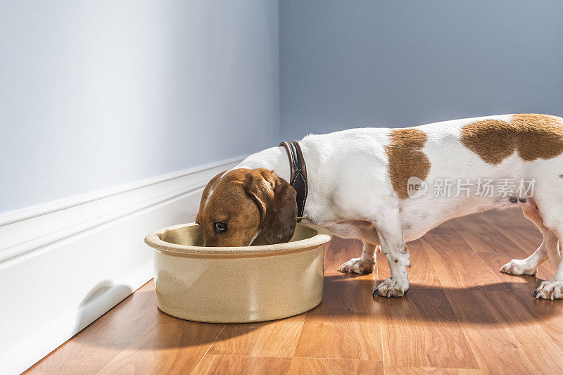 一只吃大碗的腊肠狗-救援犬